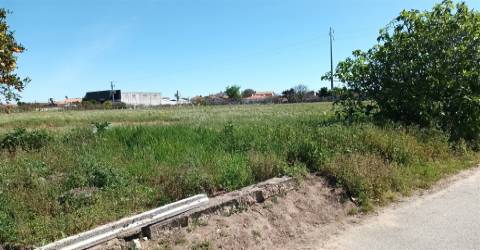 Terreno plano para construção / 7 900 m2 / Amor / Leiria