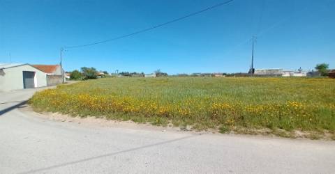Terreno plano para construção / 7 900 m2 / Amor / Leiria