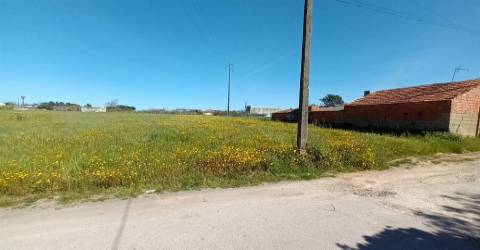 Terreno plano para construção / 7 900 m2 / Amor / Leiria
