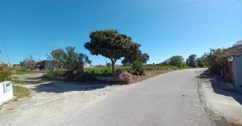 Terreno plano para construção / 7 900 m2 / Amor / Leiria
