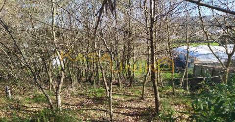 Venda de Terreno em Carregosa
