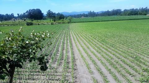 Moradia T6 Venda em Milhazes, Vilar de Figos e Faria,Barcelos