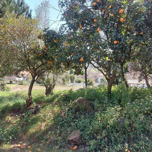 Moradia para Restaurar  Venda em Quintiães e Aguiar,Barcelos