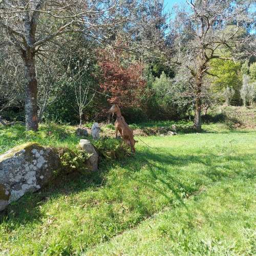 Moradia para Restaurar  Venda em Quintiães e Aguiar,Barcelos