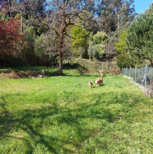 Moradia para Restaurar  Venda em Quintiães e Aguiar,Barcelos