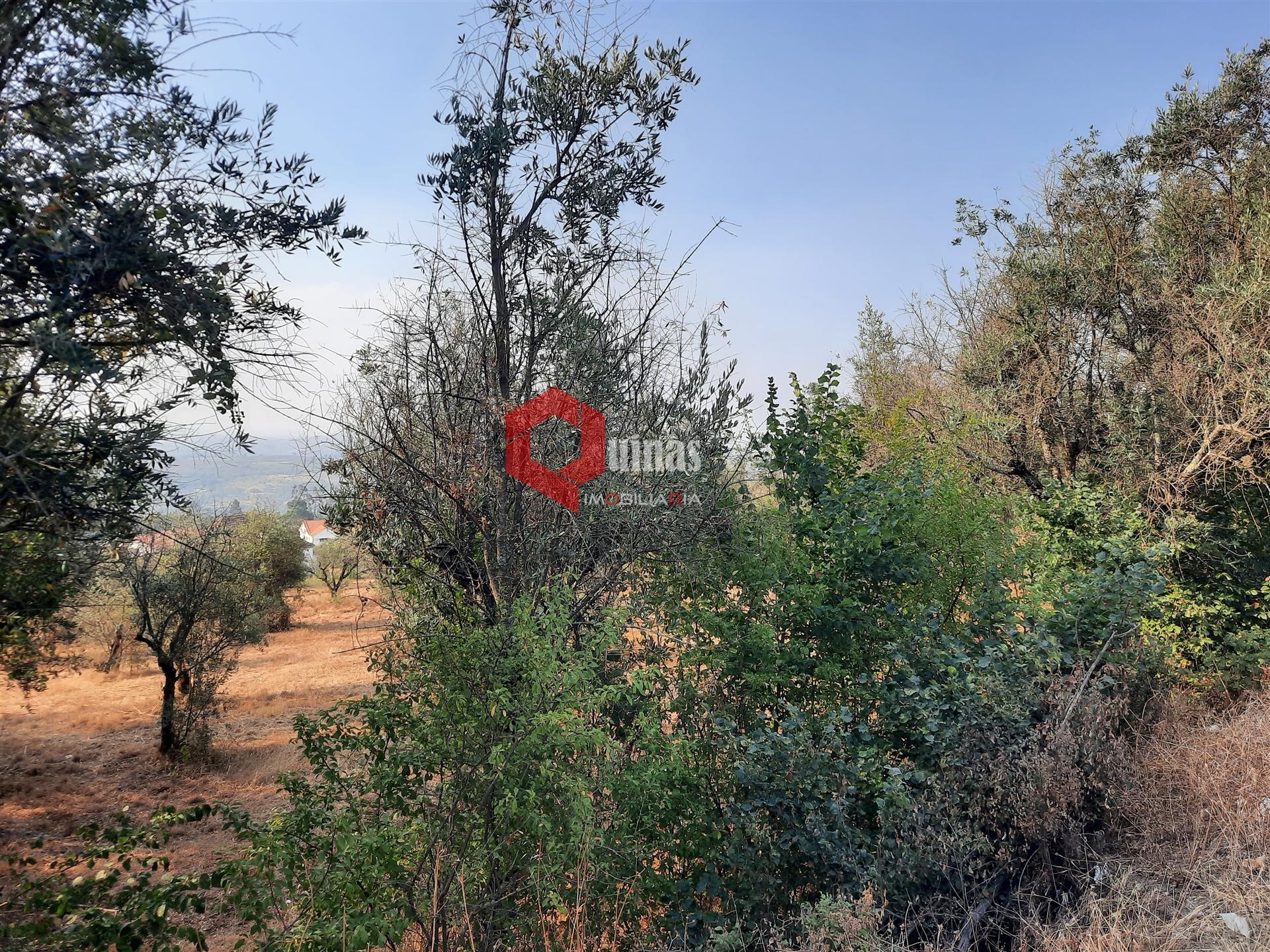 VENDA  Terreno para construção Fornos de Algodres