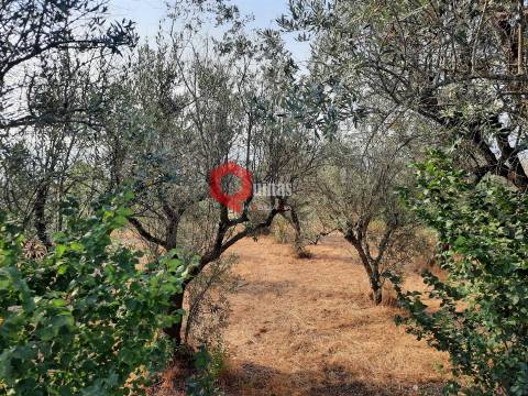 VENDA  Terreno para construção Fornos de Algodres