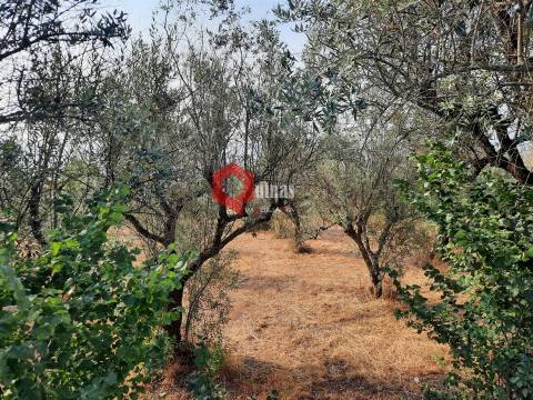 VENDA  Terreno para construção Fornos de Algodres
