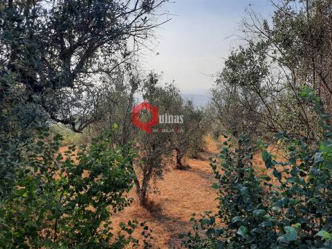 VENDA  Terreno para construção Fornos de Algodres