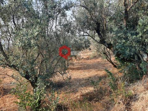 VENDA  Terreno para construção Fornos de Algodres