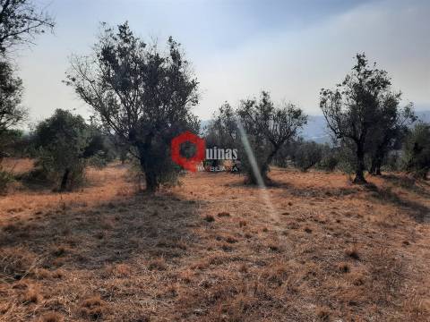VENDA  Terreno para construção Fornos de Algodres