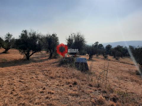 VENDA  Terreno para construção Fornos de Algodres
