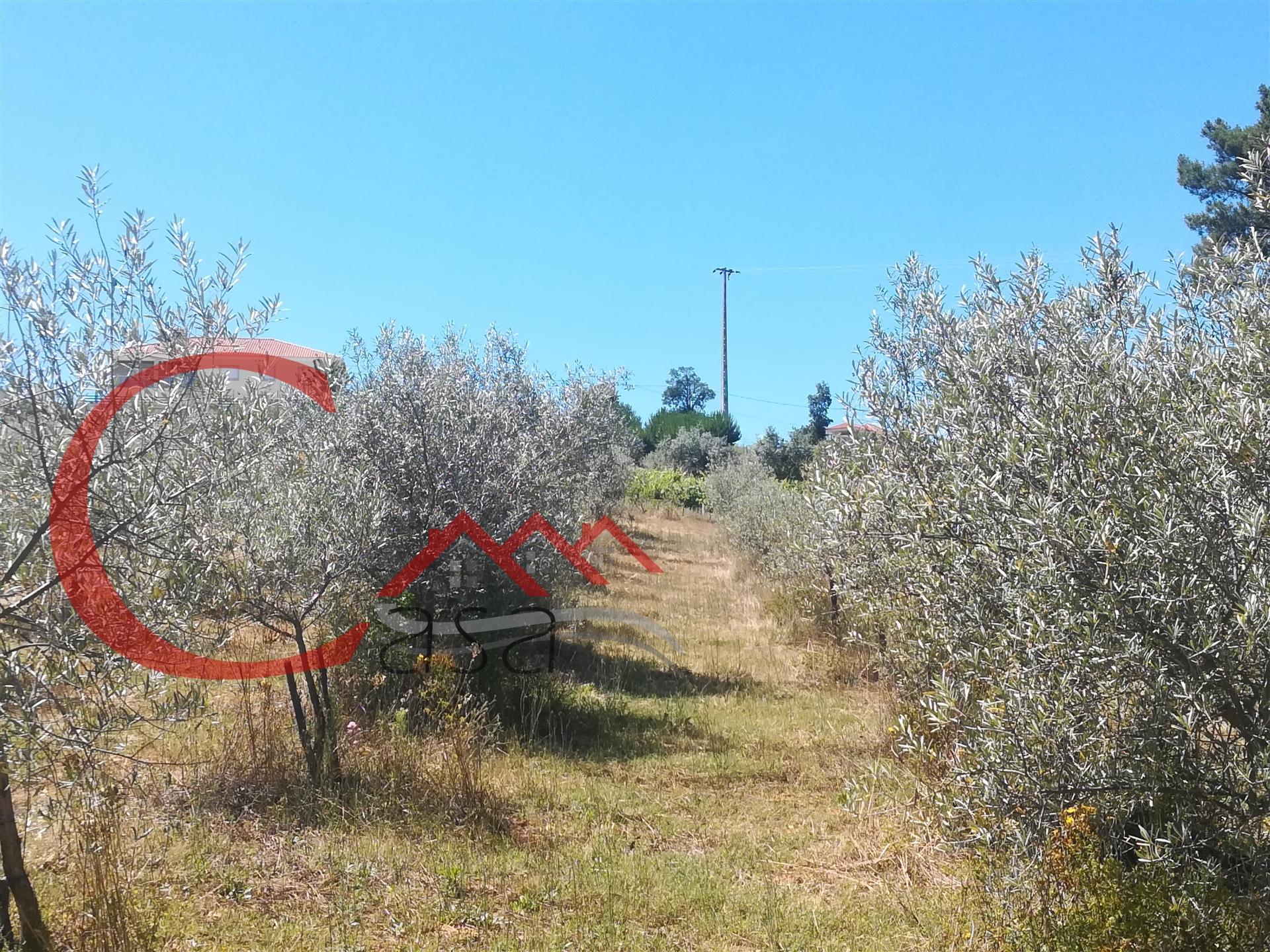 Terreno  Venda em Dominguizo,Covilhã