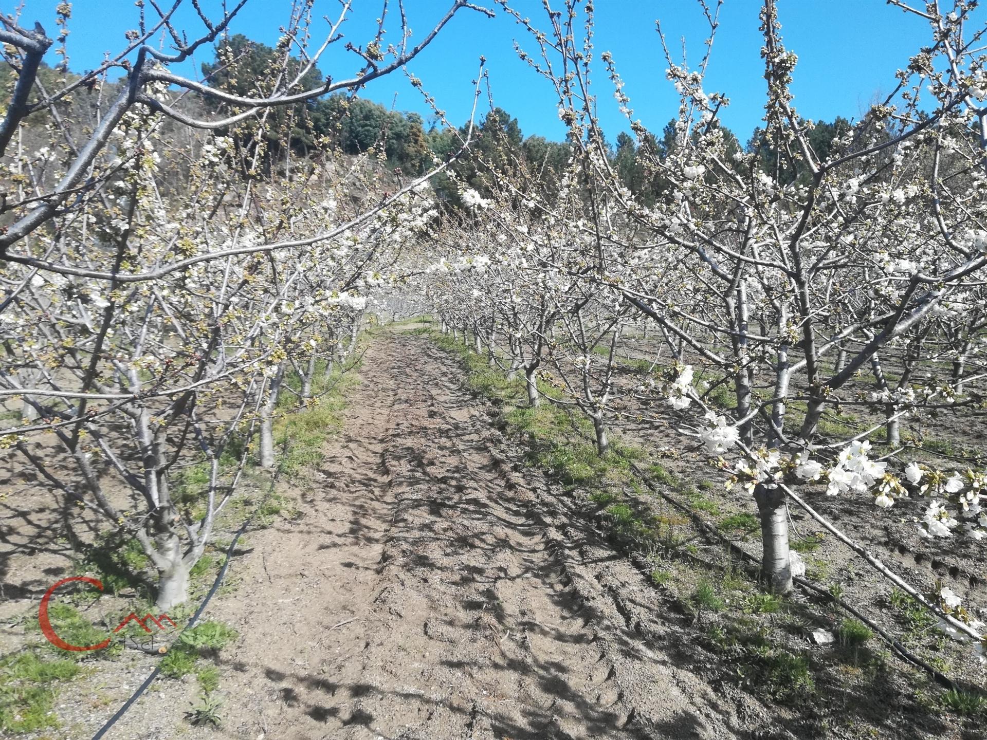 Quinta  Venda em Orjais,Covilhã