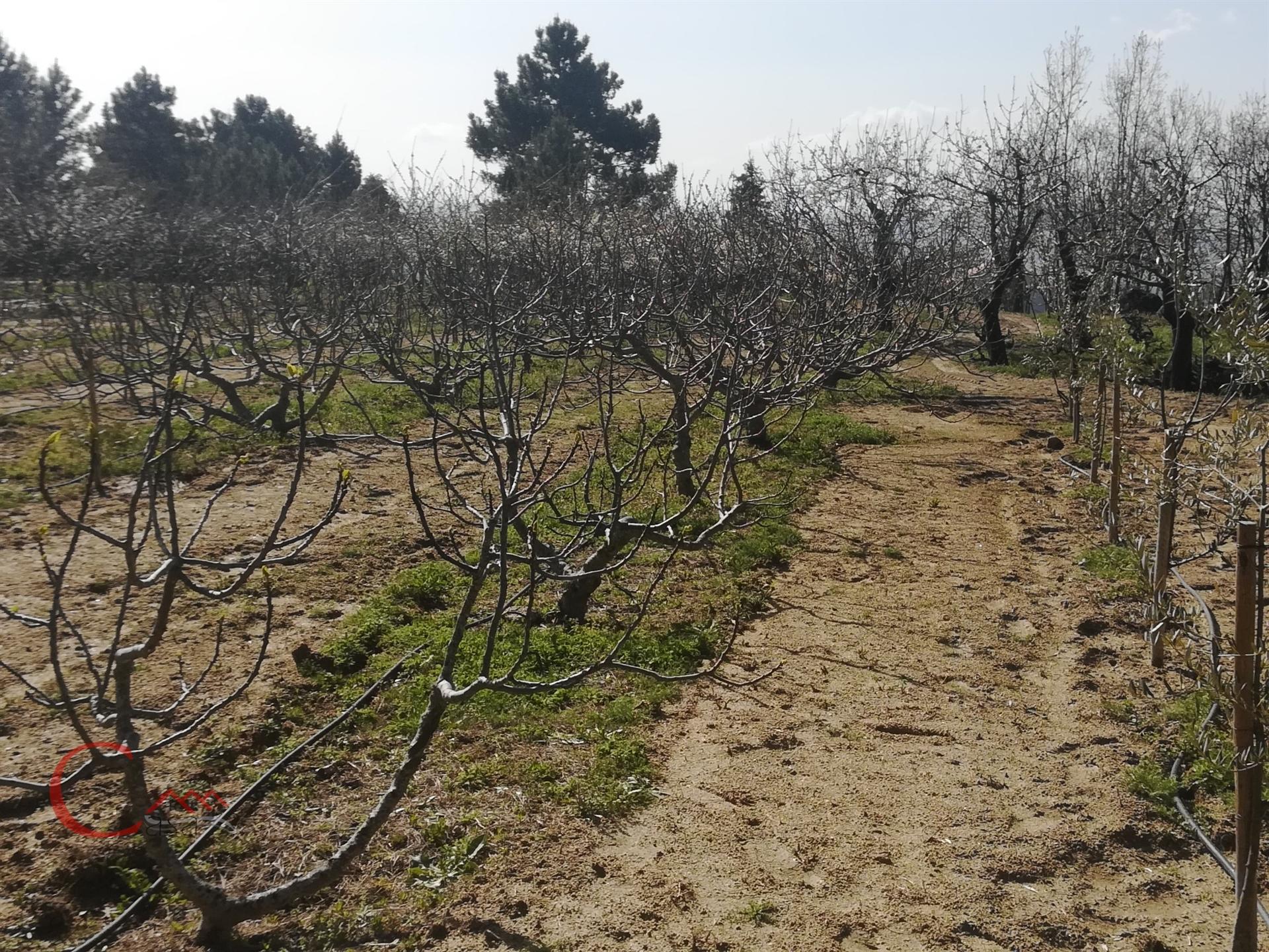 Quinta  Venda em Orjais,Covilhã