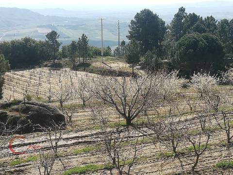 Quinta  Venda em Orjais,Covilhã