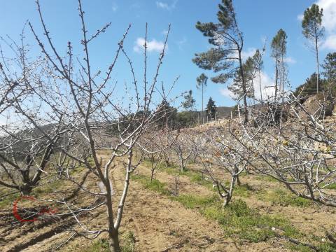 Quinta  Venda em Orjais,Covilhã