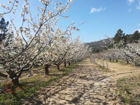 Quinta  Venda em Orjais,Covilhã