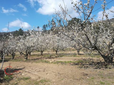 Quinta  Venda em Orjais,Covilhã