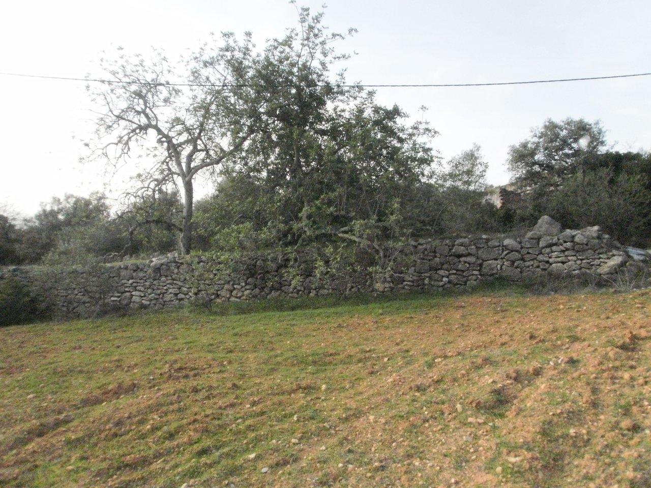 Terreno Rústico  Venda em Santa Bárbara de Nexe,Faro