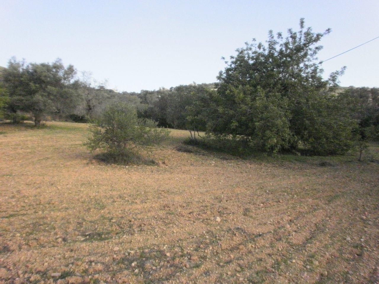 Terreno Rústico  Venda em Santa Bárbara de Nexe,Faro