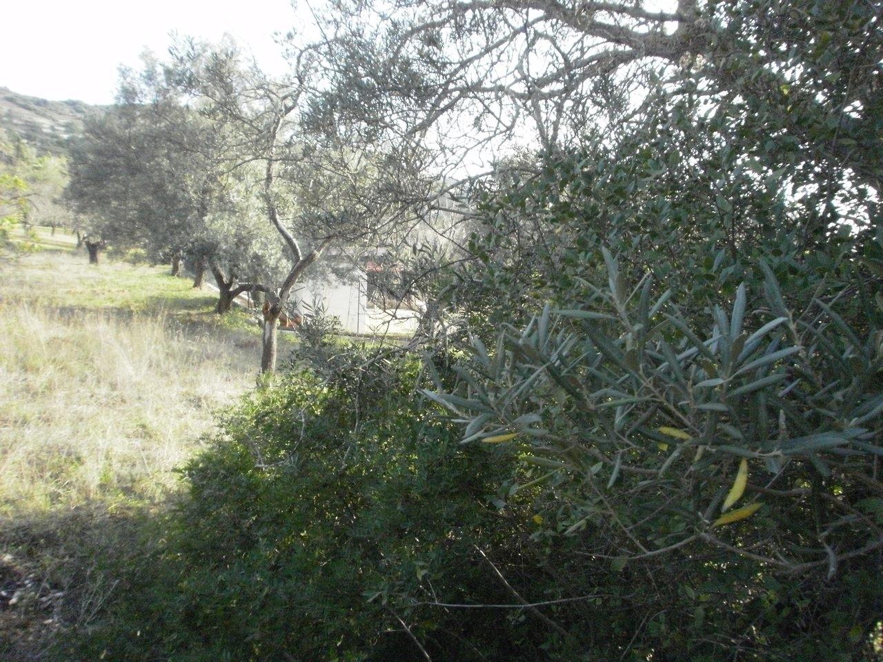 Terreno Rústico  Venda em Santa Bárbara de Nexe,Faro