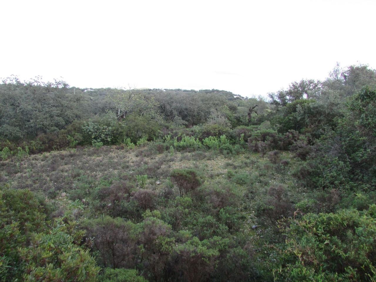 Terreno Rústico  Venda em Santa Bárbara de Nexe,Faro