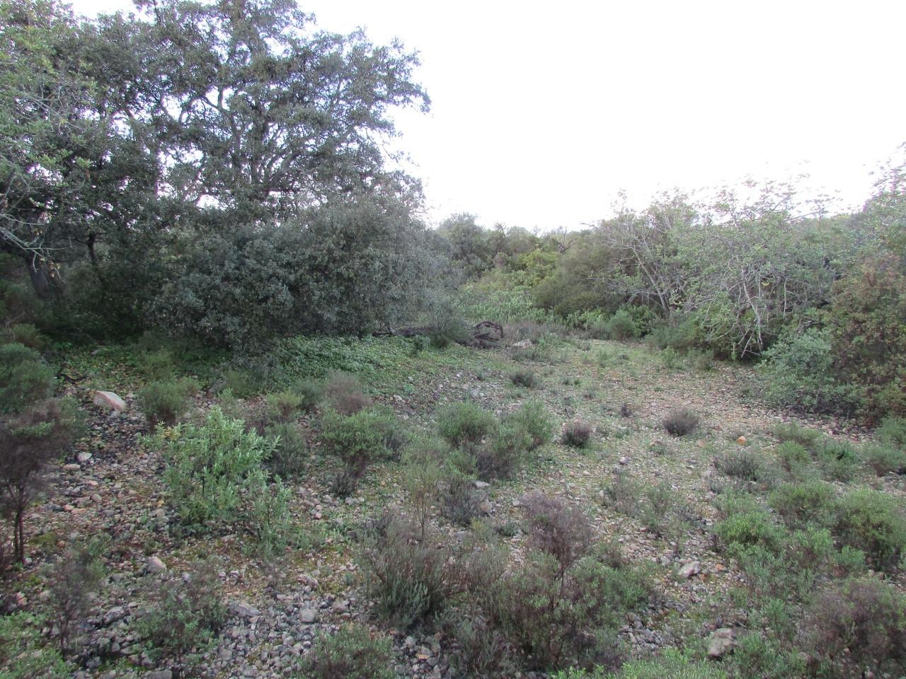 Terreno Rústico  Venda em Santa Bárbara de Nexe,Faro