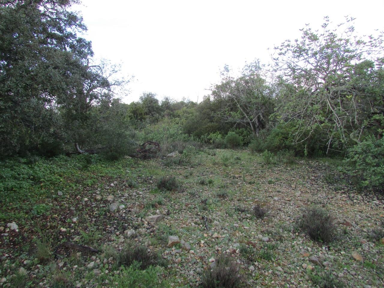 Terreno Rústico  Venda em Santa Bárbara de Nexe,Faro