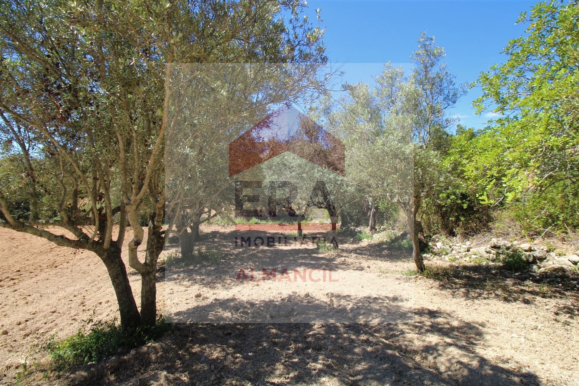 Terreno Rústico  Venda em Santa Bárbara de Nexe,Faro