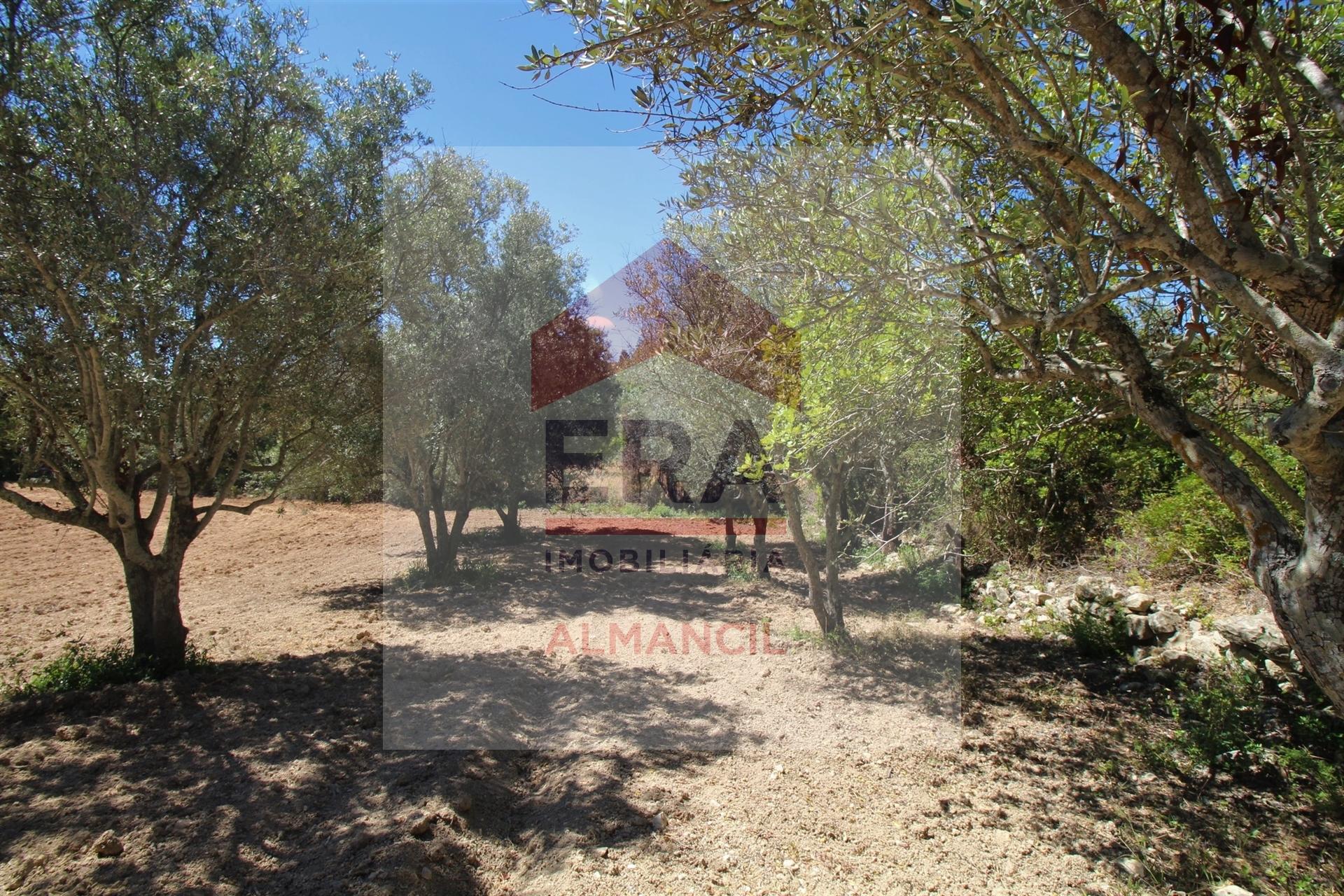 Terreno Rústico  Venda em Santa Bárbara de Nexe,Faro