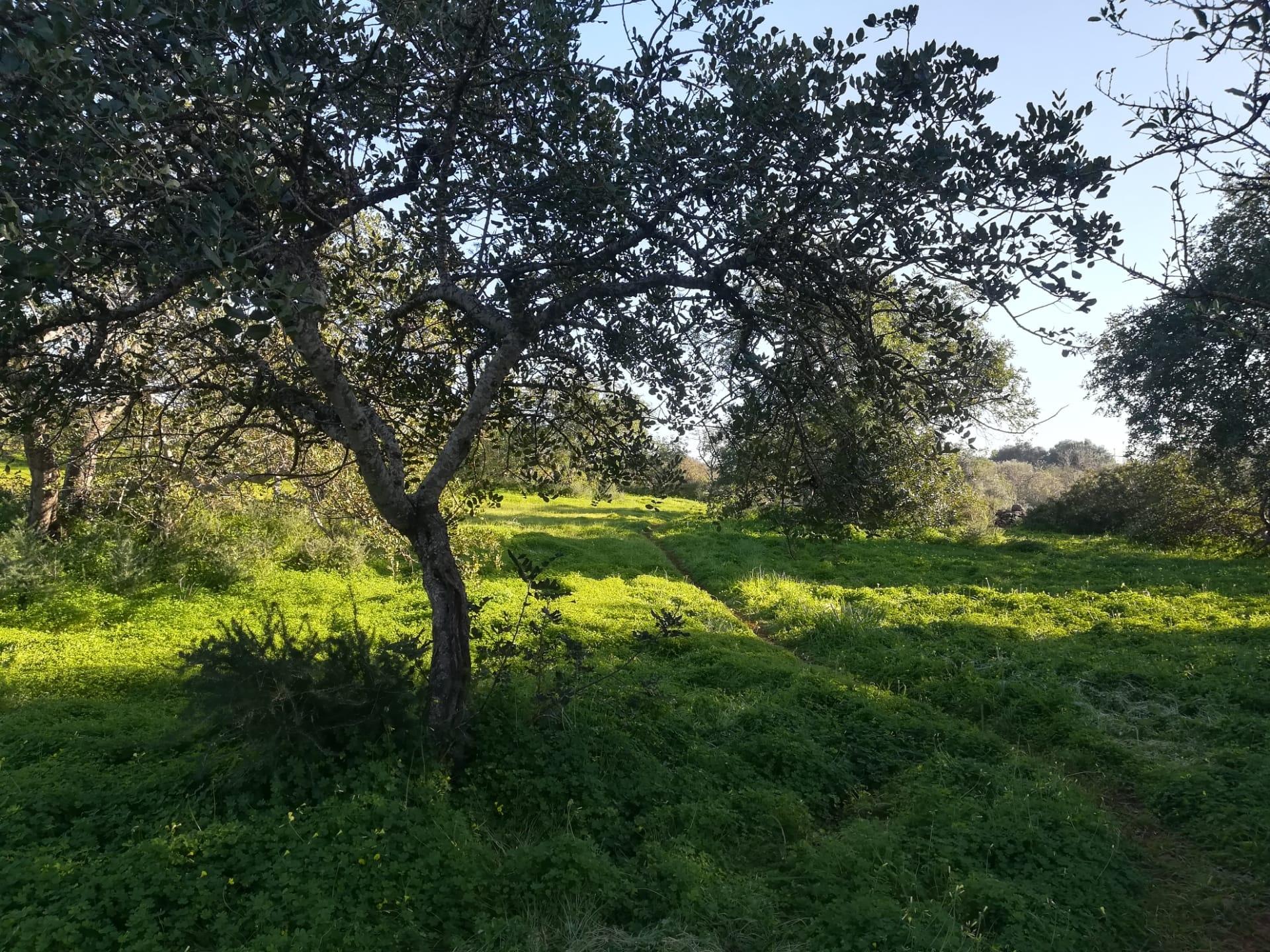 Terreno Urbano  Venda em Almancil,Loulé