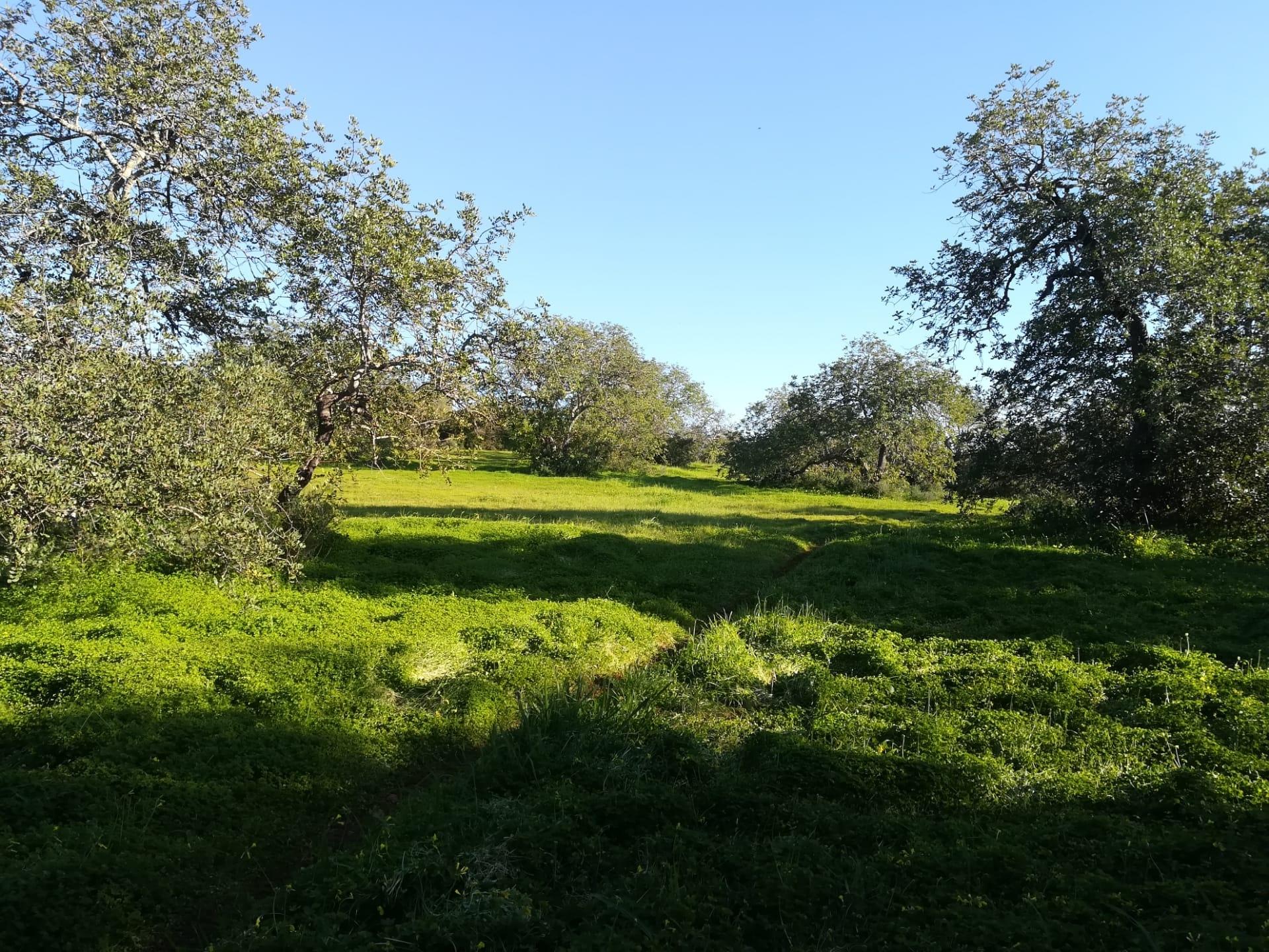 Terreno Urbano  Venda em Almancil,Loulé