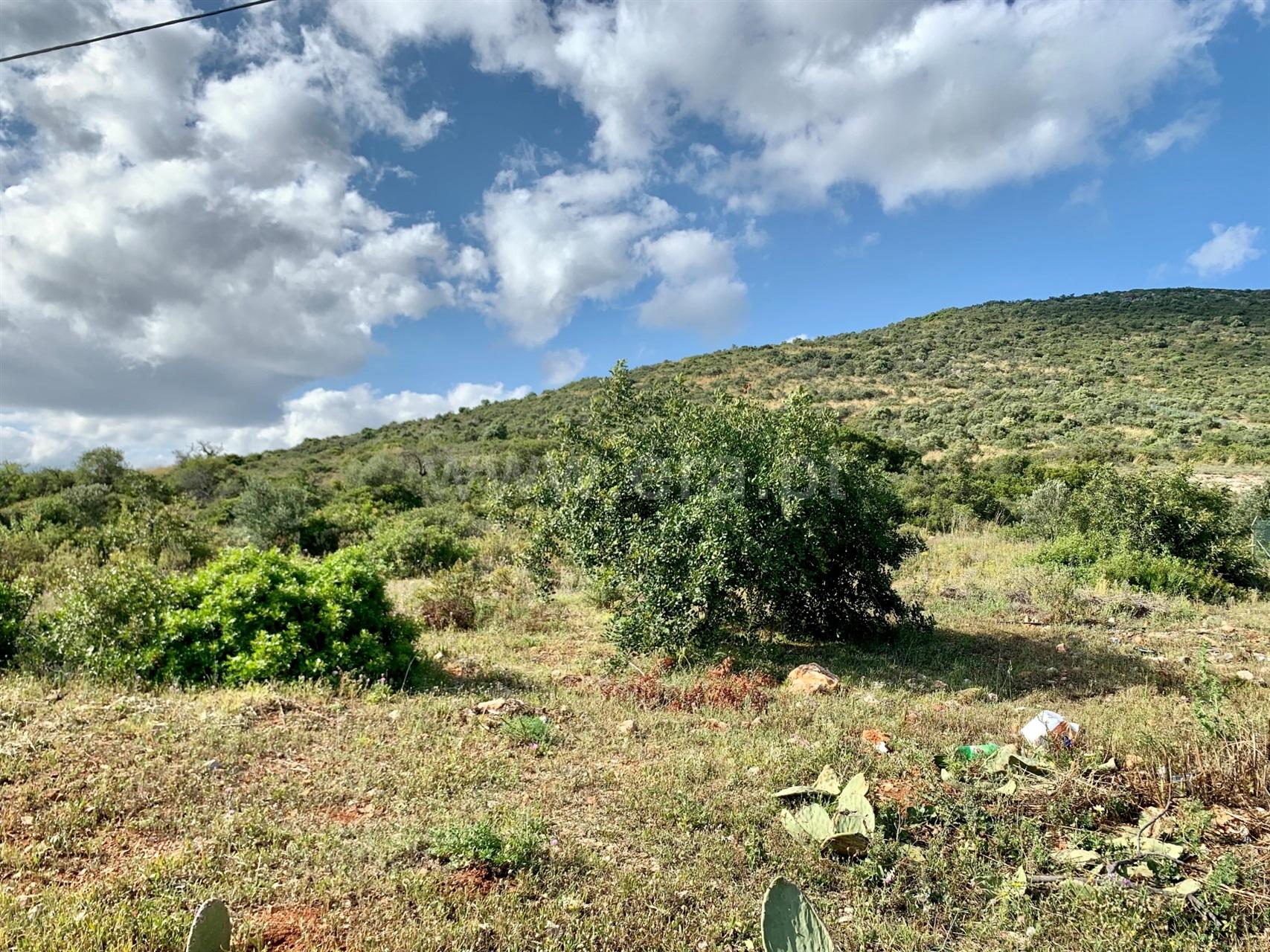 Terreno Rústico  Venda em Santa Bárbara de Nexe,Faro