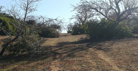 Terreno Rústico  Venda em Loulé (São Clemente),Loulé