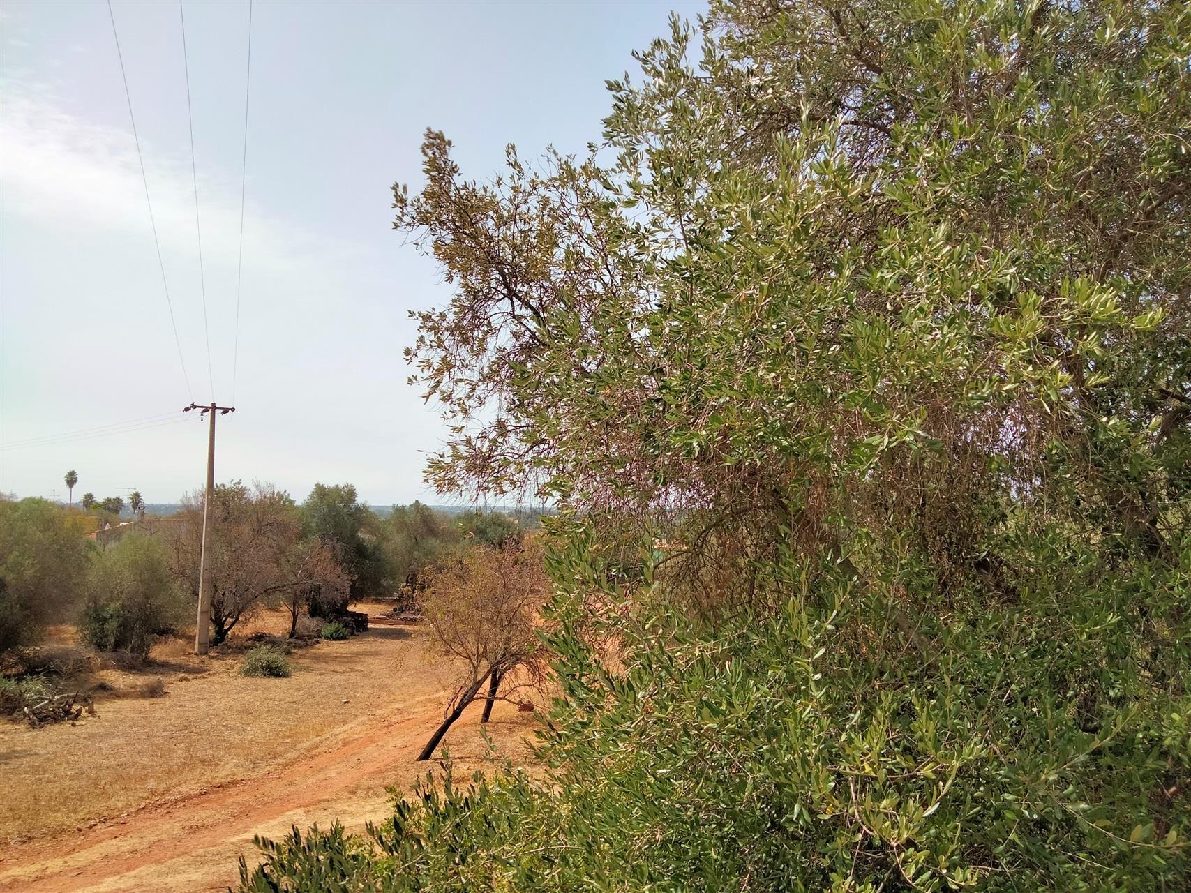 Terreno Para Construção  Venda em Loulé (São Sebastião),Loulé