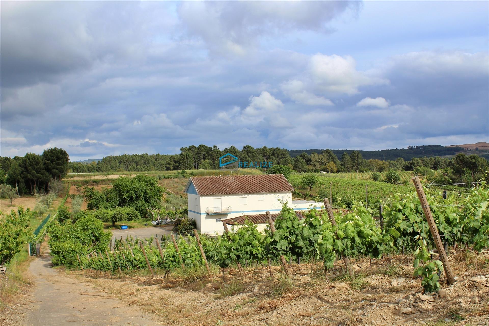 Quinta com vinha e olival.