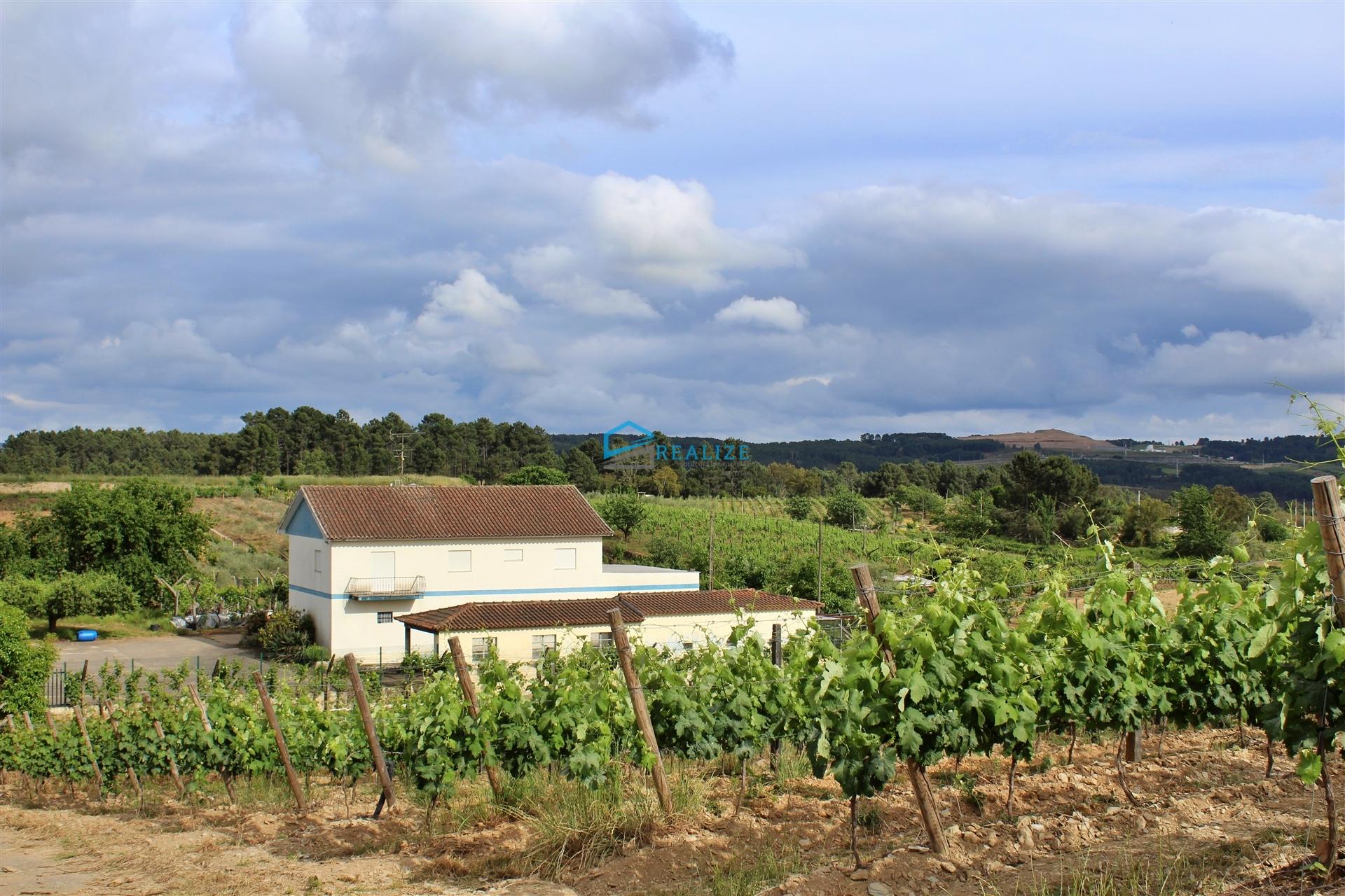 Quinta com vinha e olival.