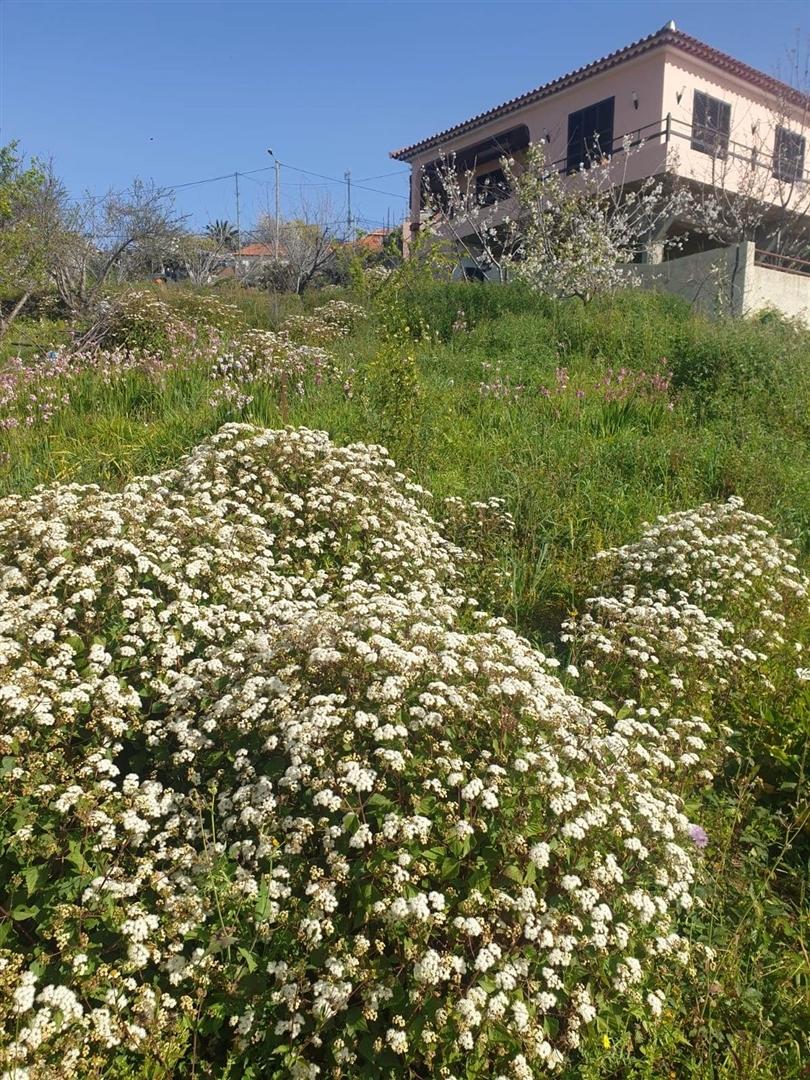 Lote de Terreno  Venda em Estreito de Câmara de Lobos,Câmara de Lobos