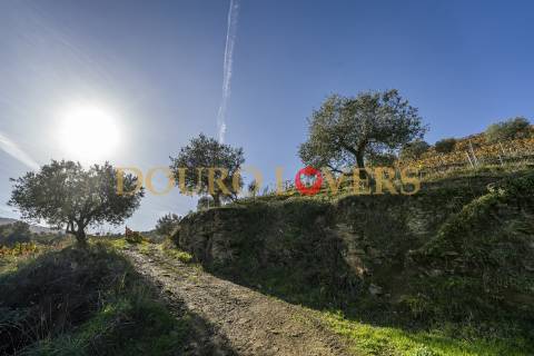 Quinta no Alto Douro Vinhateiro em Vila Seca, Armamar