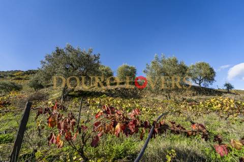 Quinta no Alto Douro Vinhateiro em Vila Seca, Armamar