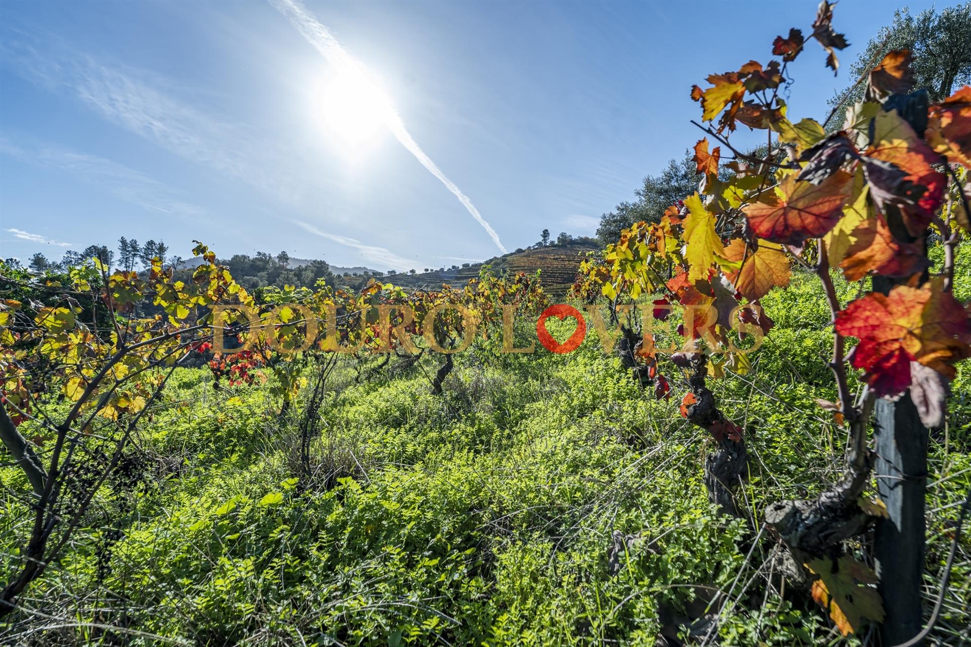 Quinta no Alto Douro Vinhateiro em Vila Seca, Armamar