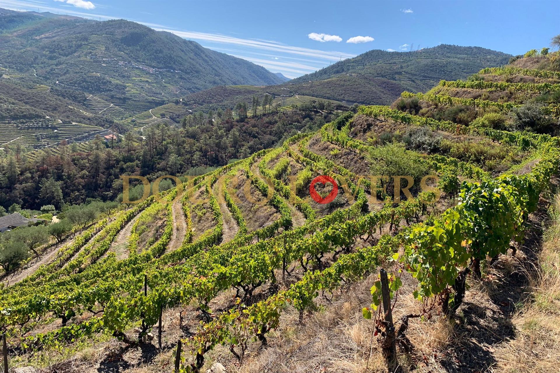 Quinta no Alto Douro Vinhateiro em Vila Seca, Armamar