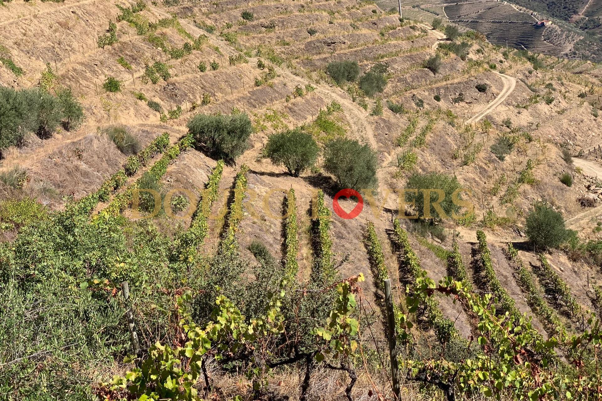 Quinta no Alto Douro Vinhateiro em Vila Seca, Armamar