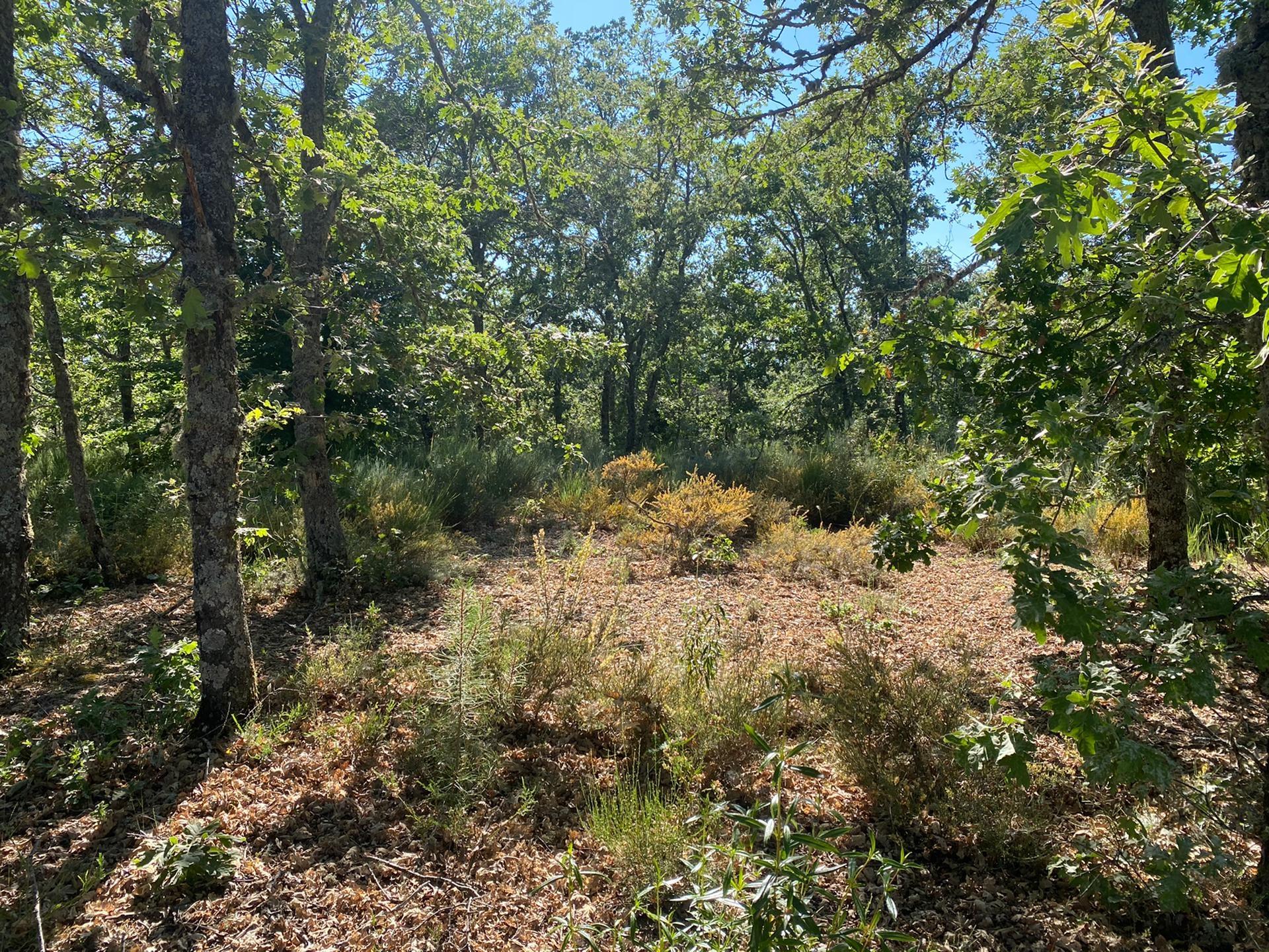 Terreno com cerca de 6000m2