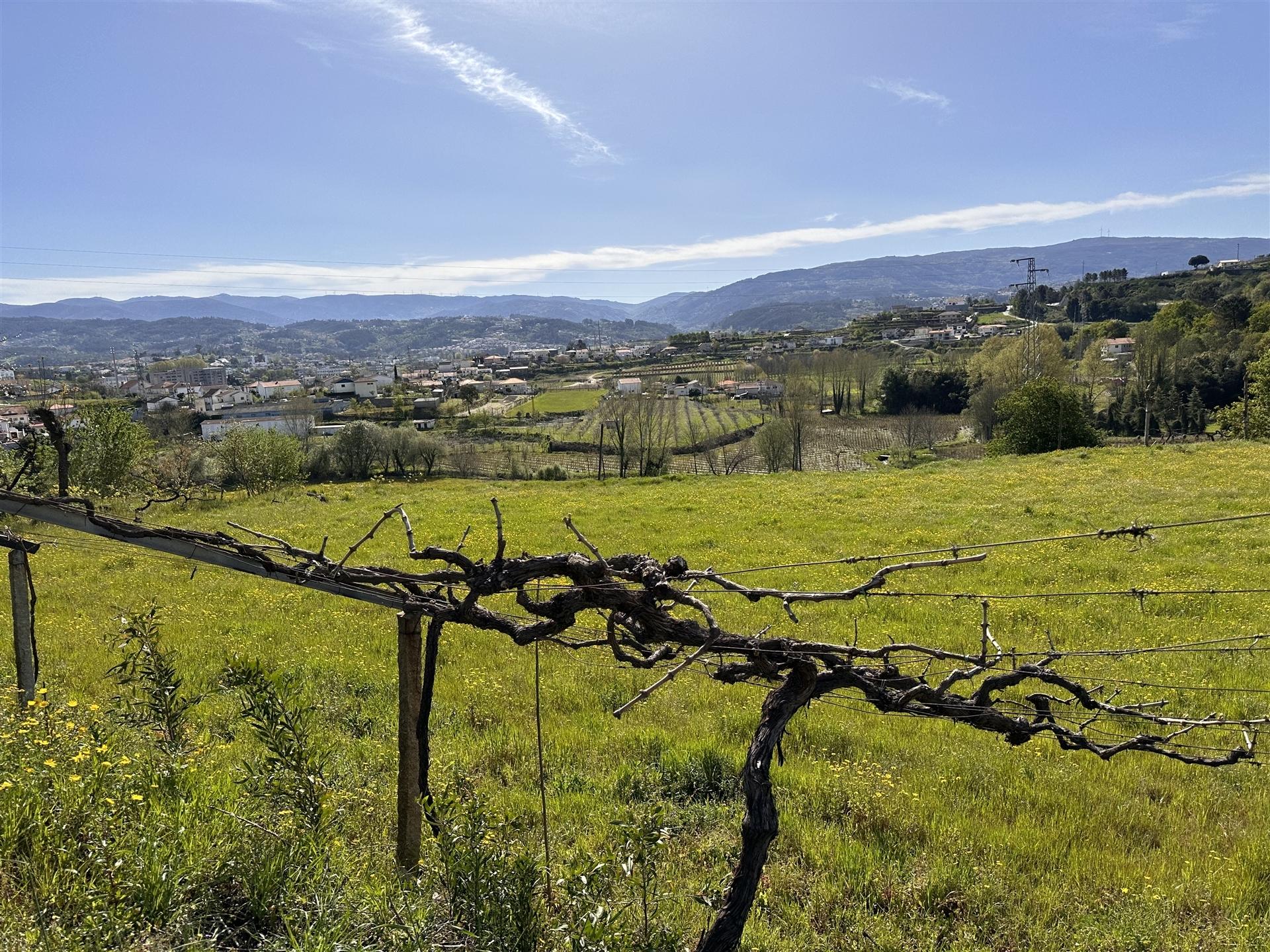 Terreno  Venda em Telões,Amarante