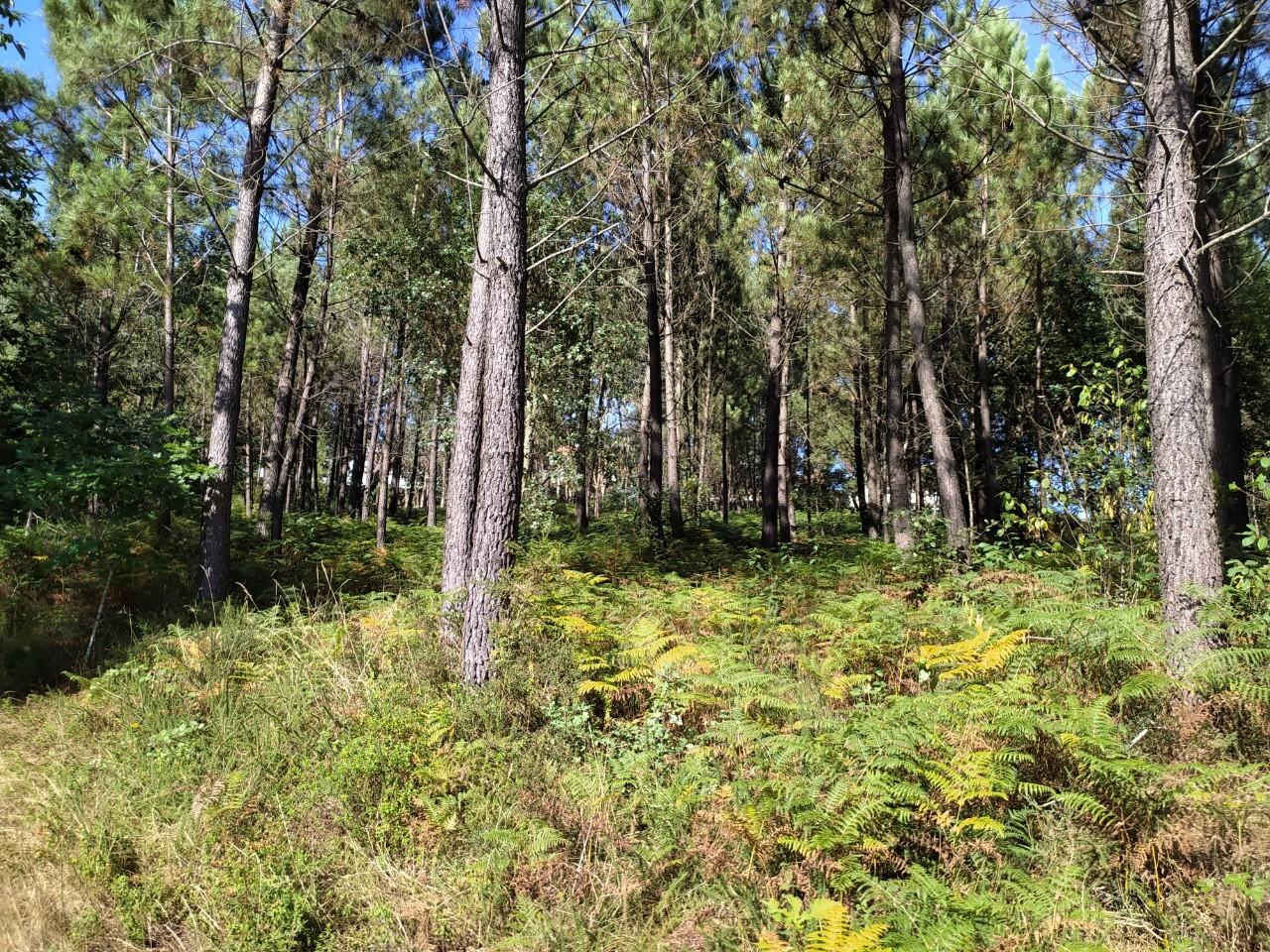 Terreno  Venda em Escariz,Arouca