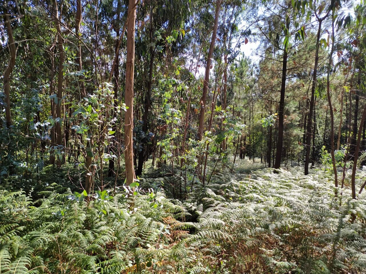 Terreno  Venda em Escariz,Arouca