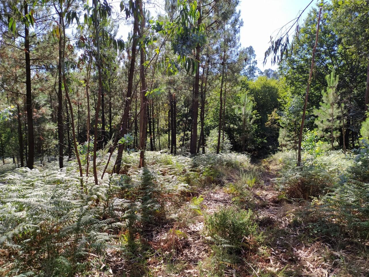 Terreno  Venda em Escariz,Arouca