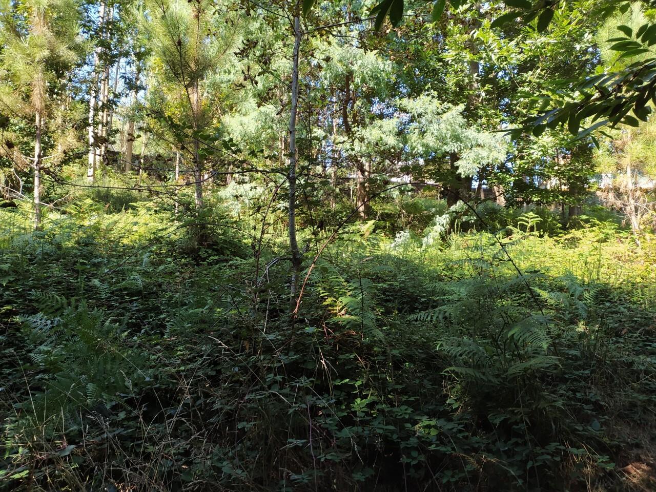 Terreno  Venda em Escariz,Arouca